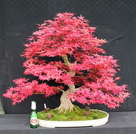 japanese red maple bonsai tree for sale